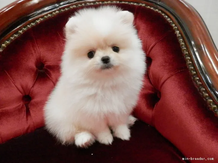 ID：1811-00466の子犬