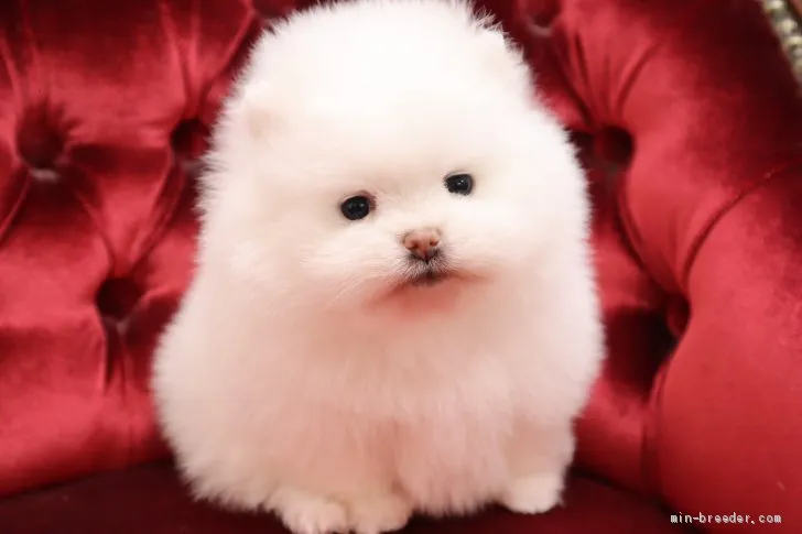 ID：2003-02051の子犬