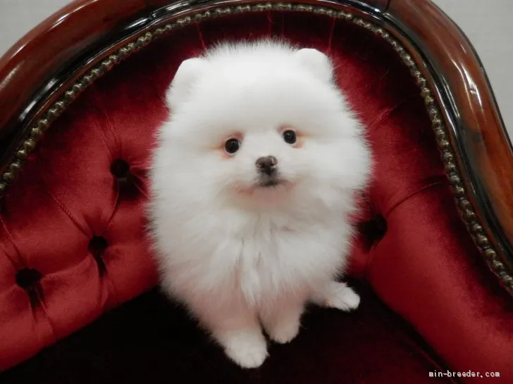 ID：1903-02654の子犬