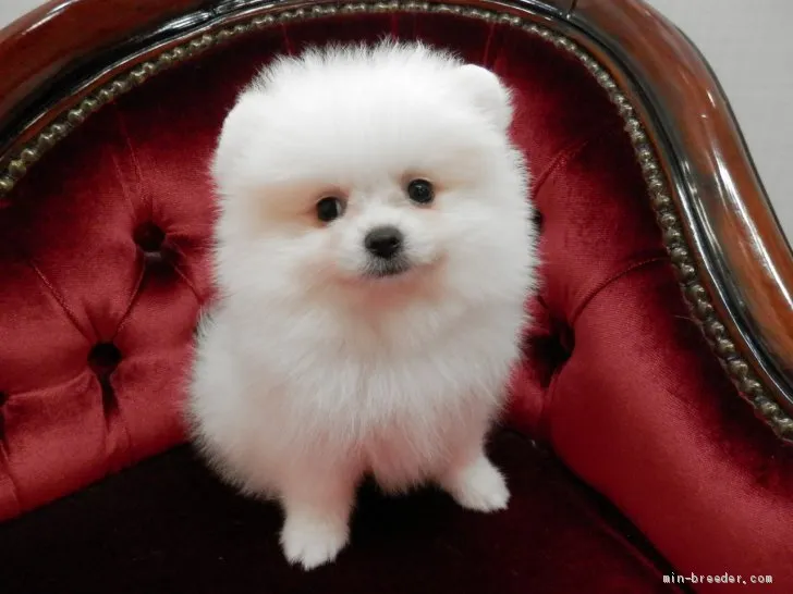 ID：1908-00210の子犬