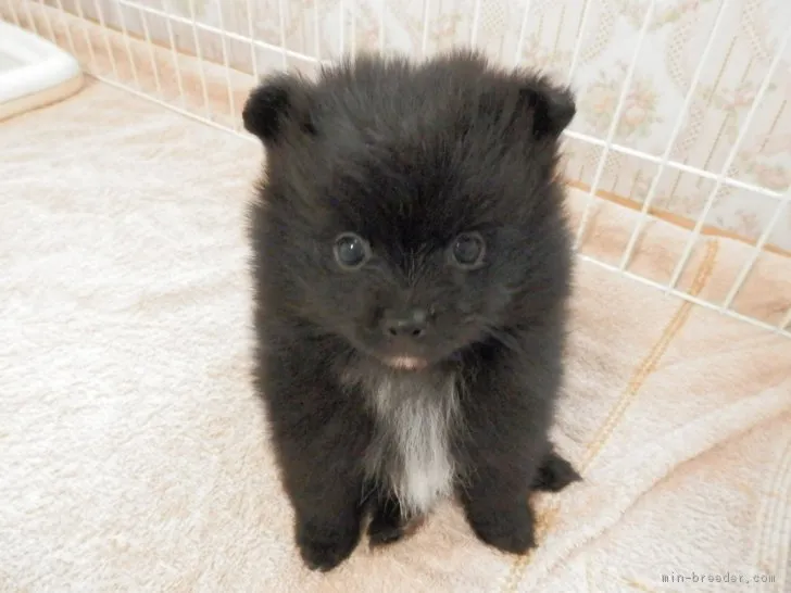 ID：1804-01233の子犬