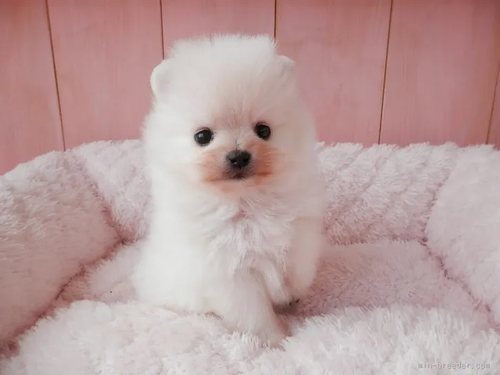 綱島のてる 様のお迎えした子犬