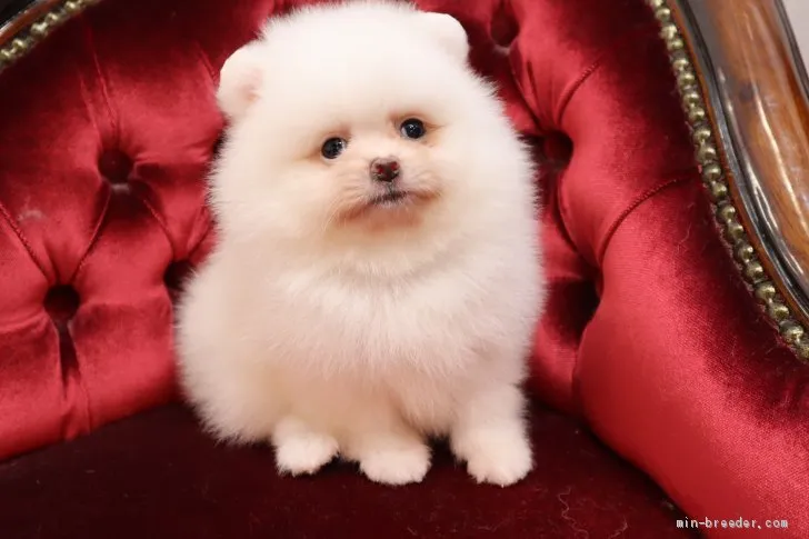 ID：2005-03534の子犬