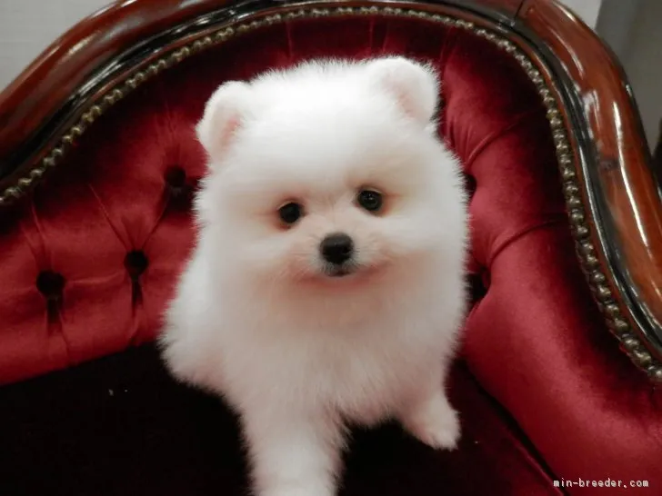 ID:1809-01396の子犬