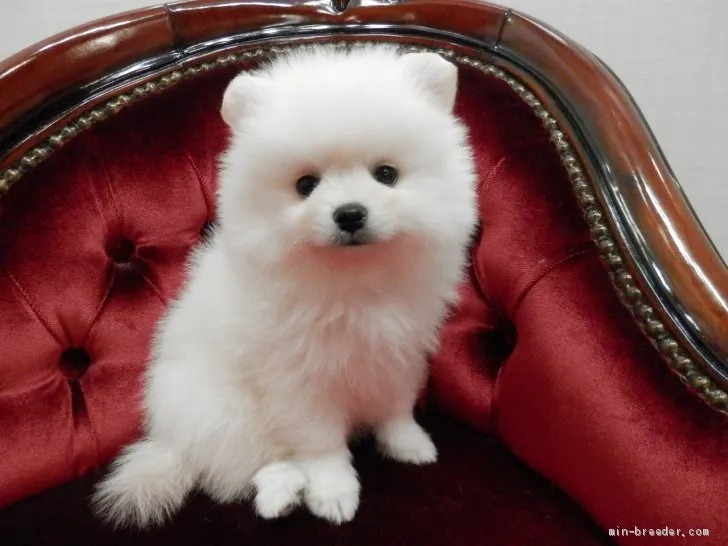ID：1906-00807の子犬