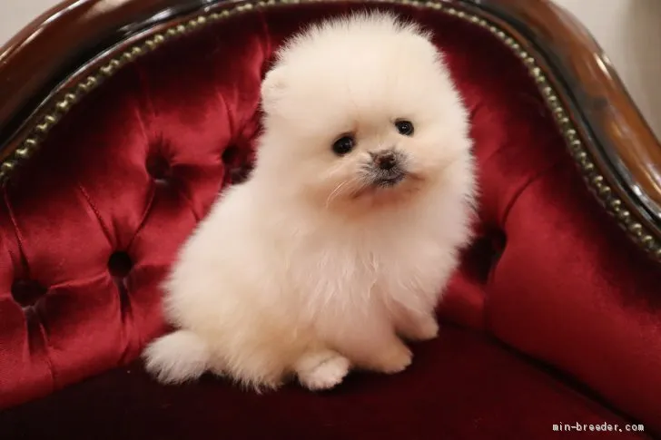 ID：2010-03178の子犬