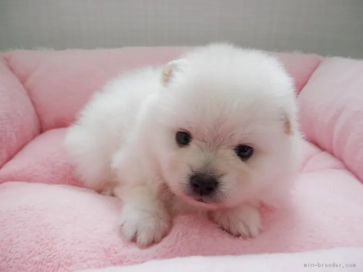 ID：1709-01749の子犬