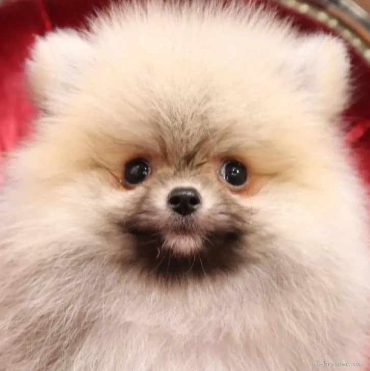 ID:2210-04237の子犬