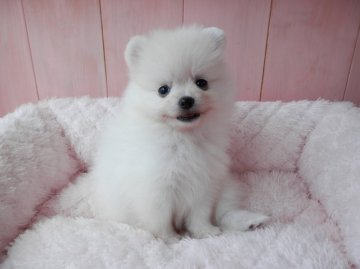 ポメラニアン【静岡県・男の子・2015年6月10日・ホワイト】の写真「」