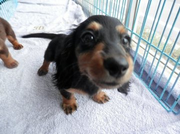 ミニチュアダックスフンド(ロング)【静岡県・女の子・2016年6月22日・ブラックタン】の写真「」