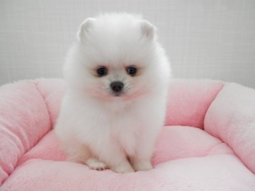 ポメラニアン【静岡県・女の子・2017年8月23日・クリーム】の写真「鼻ペチャ」