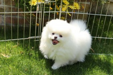 ポメラニアン【静岡県・女の子・2020年2月16日・ホワイト】の写真「父-輸入犬チャオリアのJKCチャンピオン」