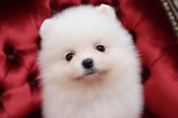 ポメラニアン【静岡県・女の子・2019年9月6日・ホワイト】の写真「優秀血統Chiao Li Ya　ホワイト　の子.」