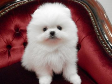 ポメラニアン【静岡県・男の子・2019年8月3日・ホワイト】の写真「両親良血統チャオリア輸入犬.」