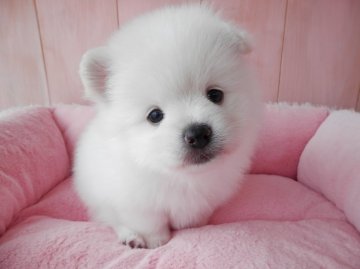ポメラニアン【静岡県・男の子・2016年7月11日・クリーム】の写真「」