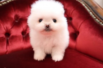ポメラニアン【静岡県・男の子・2020年5月1日・ホワイト】の写真「父-チャオリア輸入犬JKCチャンピオン母韓国外産、」