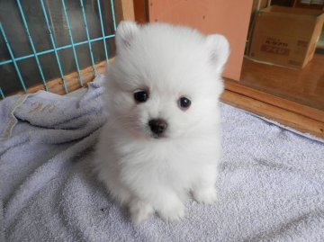 ポメラニアン【静岡県・男の子・2016年6月6日・ホワイト】の写真「」