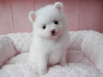 ポメラニアン【静岡県・男の子・2015年6月18日・ホワイト】の写真「」