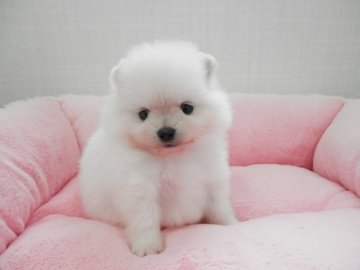 ポメラニアン【静岡県・女の子・2017年9月3日・クリーム】の写真「つぶらな瞳」