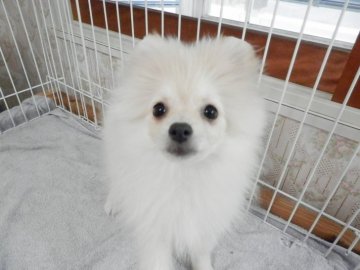 ポメラニアン【静岡県・女の子・2017年8月23日・クリーム】の写真「しっかりガッチリタイプ。」