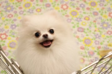 ポメラニアン【静岡県・女の子・2019年2月27日・ホワイト】の写真「両親チャオリア輸入犬。ミニサイズ確定.」