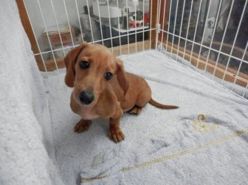 ミニチュアダックスフンド(スムース)【静岡県・男の子・2015年8月26日・ゴールド】の写真「」