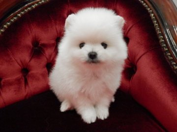 ポメラニアン【静岡県・男の子・2018年10月1日・ホワイト】の写真「オフホワイトな色合い.」