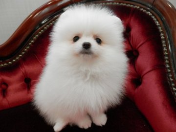 ポメラニアン【静岡県・女の子・2018年2月19日・クリーム】の写真「きれいなクリーム」