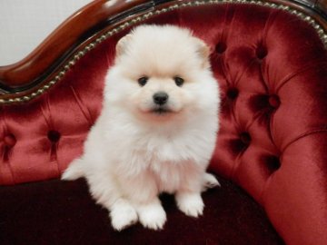 ポメラニアン【静岡県・女の子・2018年3月8日・クリーム】の写真「ガッチリ系」