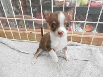 チワワ(スムース)【静岡県・女の子・2015年8月25日・チョコタンホワイト】の写真「」