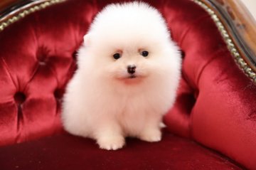 ポメラニアン【静岡県・男の子・2020年2月26日・ホワイト】の写真「まっしろしろ小粒.」