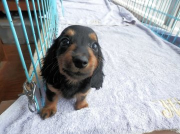 ミニチュアダックスフンド(ロング)【静岡県・女の子・2016年6月22日・ブラックタン】の写真「」