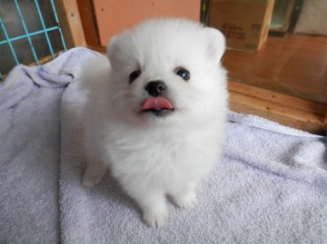ポメラニアン【静岡県・女の子・2016年6月6日・ホワイト】の写真「」