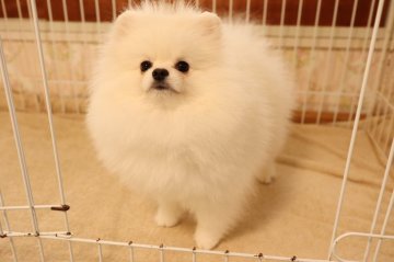 ポメラニアン【静岡県・男の子・2019年2月27日・ホワイト】の写真「両親チャオリア輸入犬.」