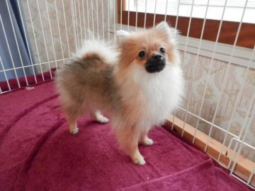 ポメラニアン【静岡県・女の子・2018年2月25日・オレンジ】の写真「性格明るいです」