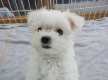 マルチーズ【静岡県・男の子・2015年7月9日・ホワイト】の写真「」