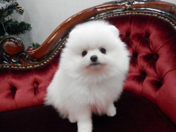 ポメラニアン【静岡県・男の子・2017年9月28日・ホワイト】の写真「きれいなホワイト君」