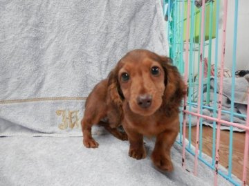 ミニチュアダックスフンド(ロング)【静岡県・男の子・2015年10月10日・レッド (チョコレートセーブル)】の写真「」