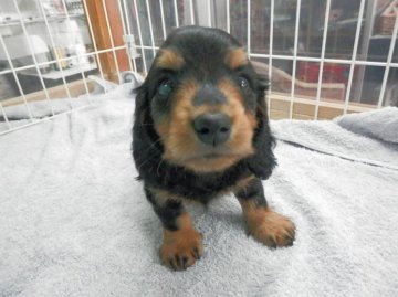 ミニチュアダックスフンド(ロング)【静岡県・男の子・2015年9月3日・ブラックタン】の写真「」