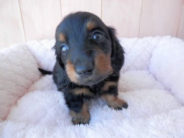 ミニチュアダックスフンド(ロング)【静岡県・男の子・2016年6月22日・ブラックタン】の写真「」