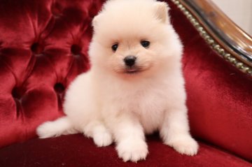 ポメラニアン【静岡県・男の子・2020年4月24日・クリーム】の写真「ガッチリ系.」