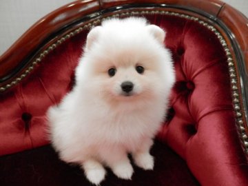 ポメラニアン【静岡県・女の子・2018年2月19日・クリーム】の写真「きれいなクリーム」