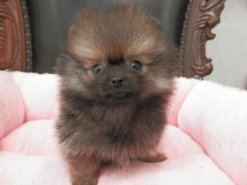 ポメラニアン【静岡県・男の子・2018年2月25日・オレンジセーブル】の写真「ちびちびタイプ」