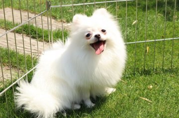 ポメラニアン【静岡県・女の子・2019年8月16日・ホワイト】の写真「サイズほぼ確定純白にこだわる方へ」