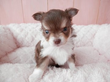 チワワ(ロング)【静岡県・女の子・2016年3月21日・チョコレートタンホワイト】の写真「」