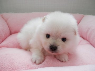 ポメラニアン【静岡県・女の子・2017年8月23日・クリーム】の写真「しっかりタイプ」