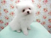 ポメラニアン【静岡県・男の子・2012年5月3日・ホワイト】の写真3