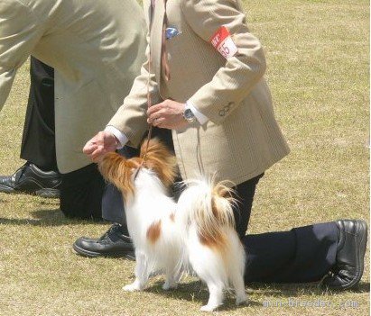 佐藤公則ブリーダー
