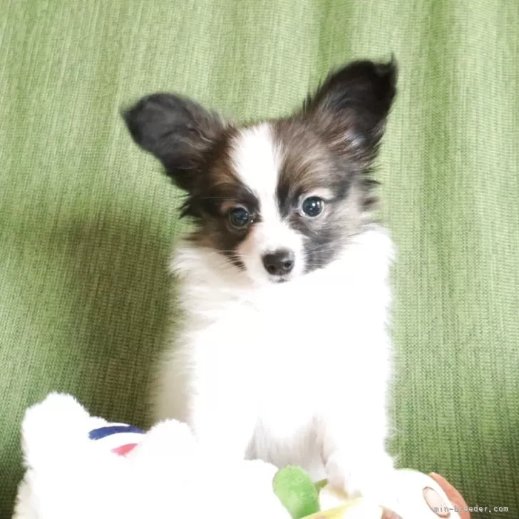 K.H 様のお迎えした子犬