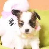 パピヨン